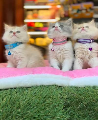 Persian Kittens |Blue Eyes|3 coted |Cat Baby OƷ48029O146 ωtsap