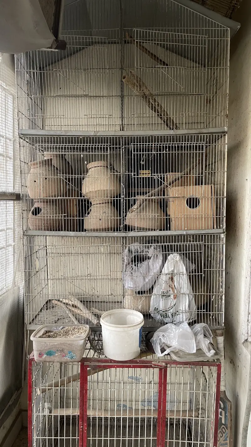 Parrots cages for sale 2 cages han iak 10 portions ka ha or iak 6 — photo 3