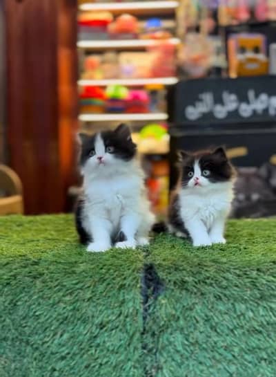 Persian Kittens |Blue Eyes|3 coted |Cat Baby OƷ48029O146 ωtsap