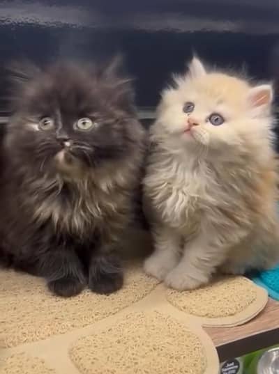 Persian Kittens |Blue Eyes|3 coted |Cat Baby OƷ48029O146 ωtsap
