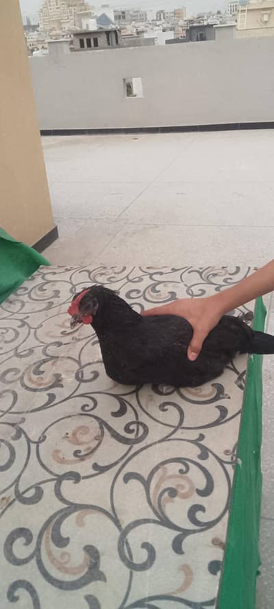 7 chickens and 3 roosters