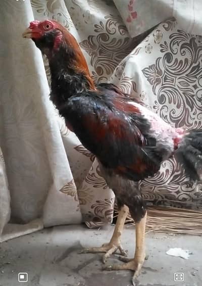 Mianwali Lakha Aseel Murgha Breeder