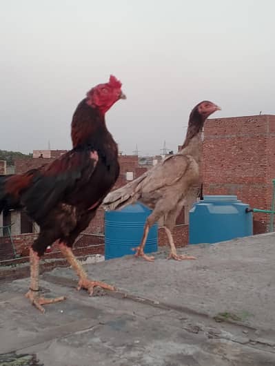 pair of Thai aseel