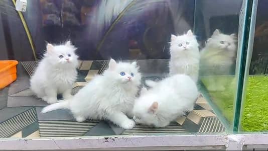 Persian cat triple kot,for sale,my WhatsApp 03481292582