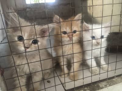 Persian kittens for sale.