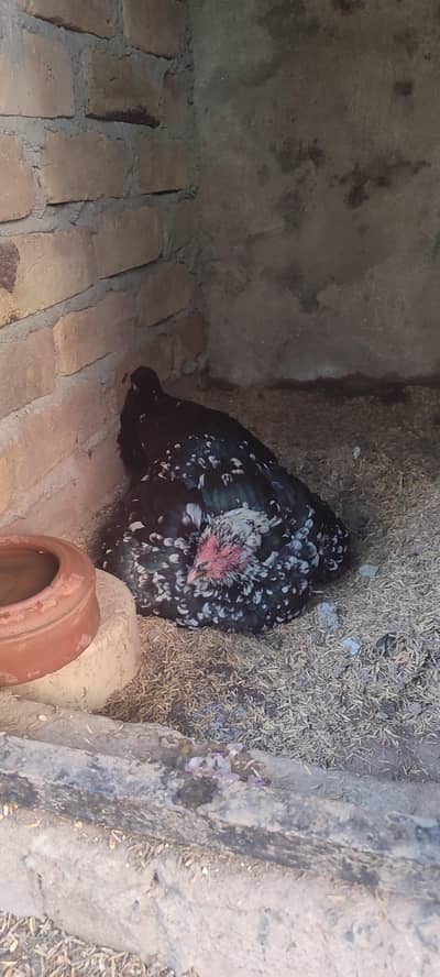 desi crook hen