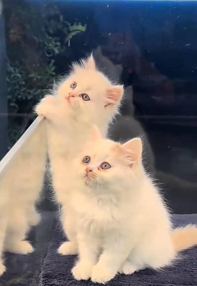 Persian cat triple kot,for sale,my WhatsApp 03481292582