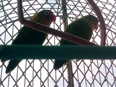 Fisher parrot