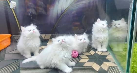 Persian cat triple kot,for sale,my WhatsApp 03481292582