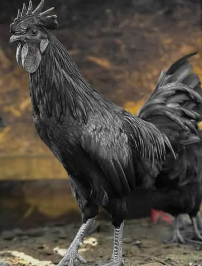ayam cemani male breader active all vacination done healthy