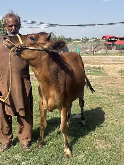 Qurbani Cow available Near Rawalpindi