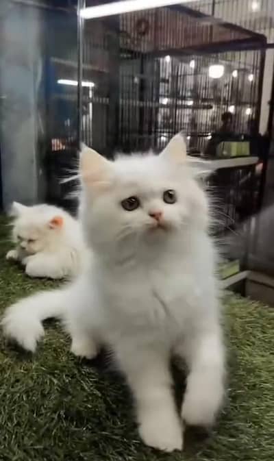 Persian cat triple kot,for sale,my WhatsApp 03481292582