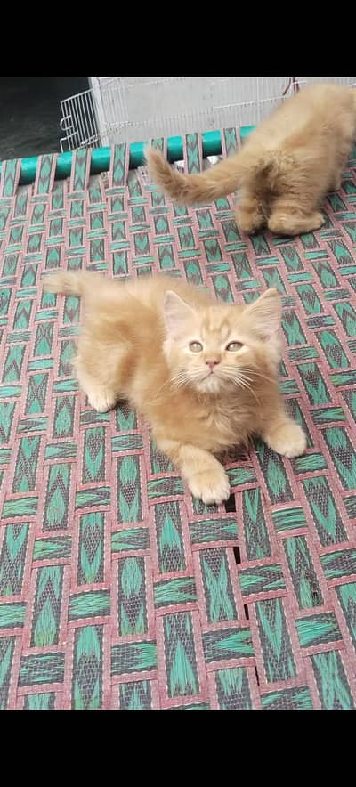 2 month kitten for sale