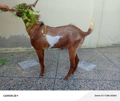 For qurbani pure teddy Bakra price mein kami ho hai gi thori si.