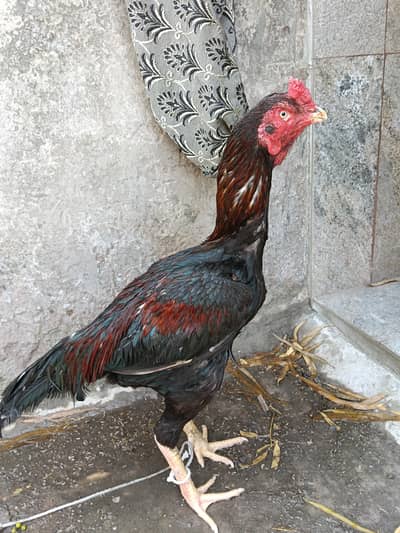 Aseel mianwali