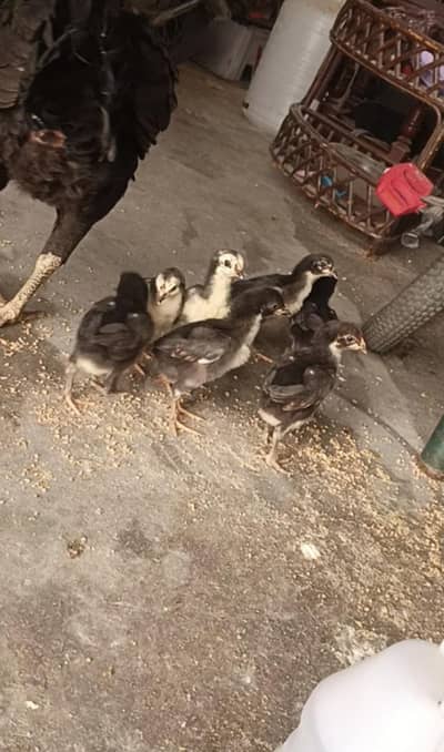 Aseel Chicks . Pure Thai chicks ha. Quality wali chez ha.