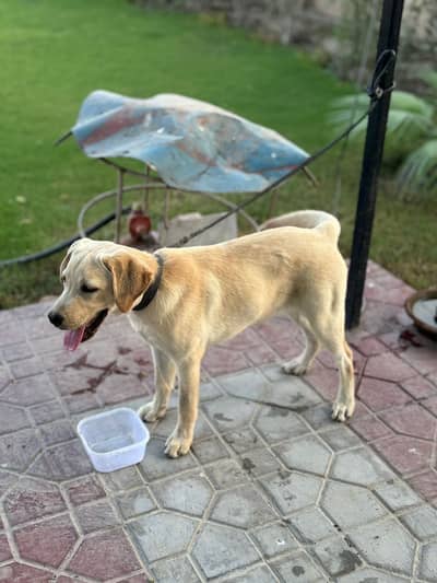 Labra - Golden Retreiver