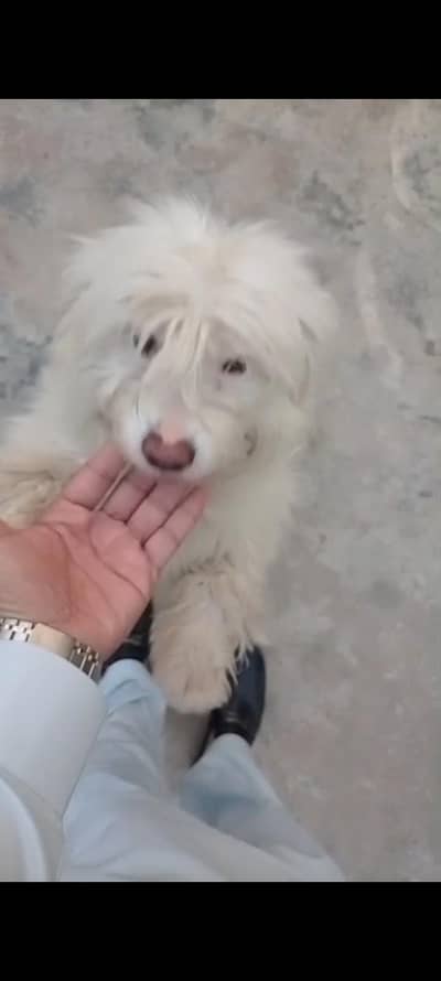 female dog