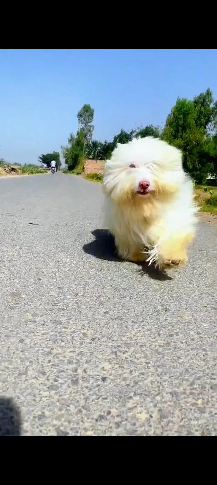female dog — photo 2