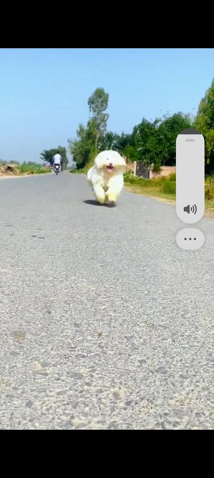 female dog — photo 3