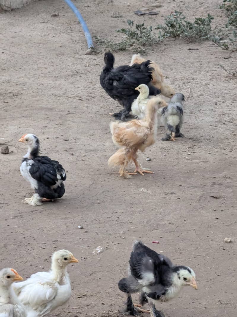 Standard farm Bread 0