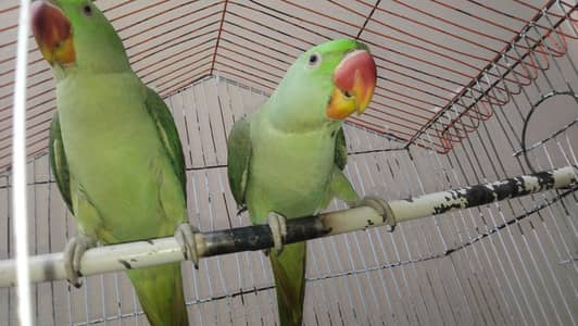 parrots for sell