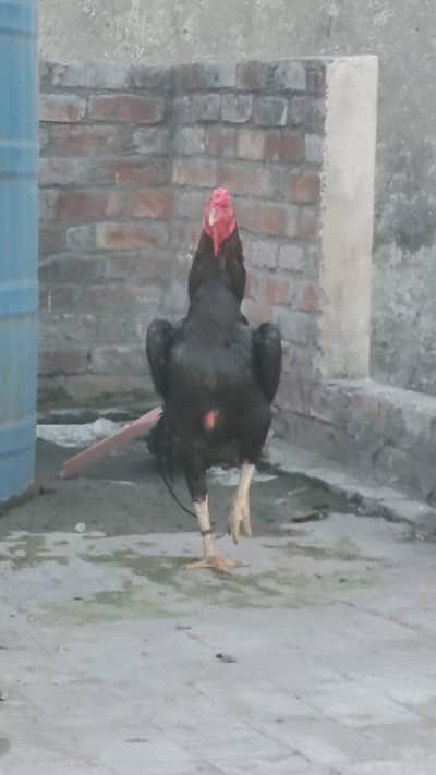 shamo male