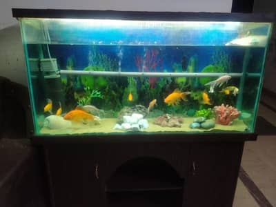 aquarium plus fish both options