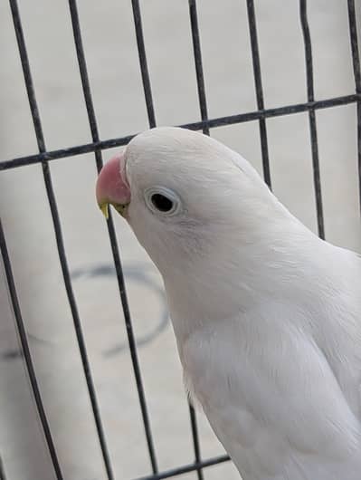 Blue Euwing Opaline for sale in Karachi