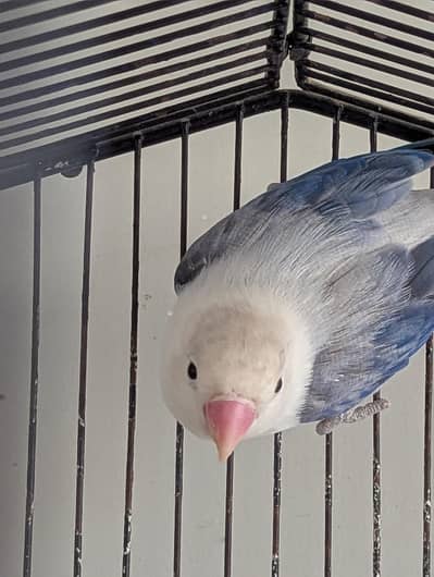 Blue Euwing Opaline for sale in Karachi