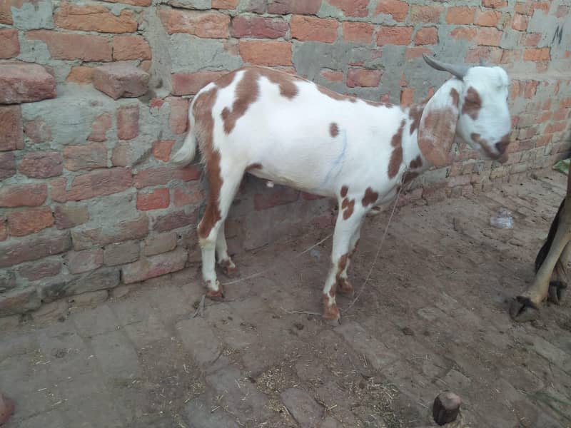 Bakra 0