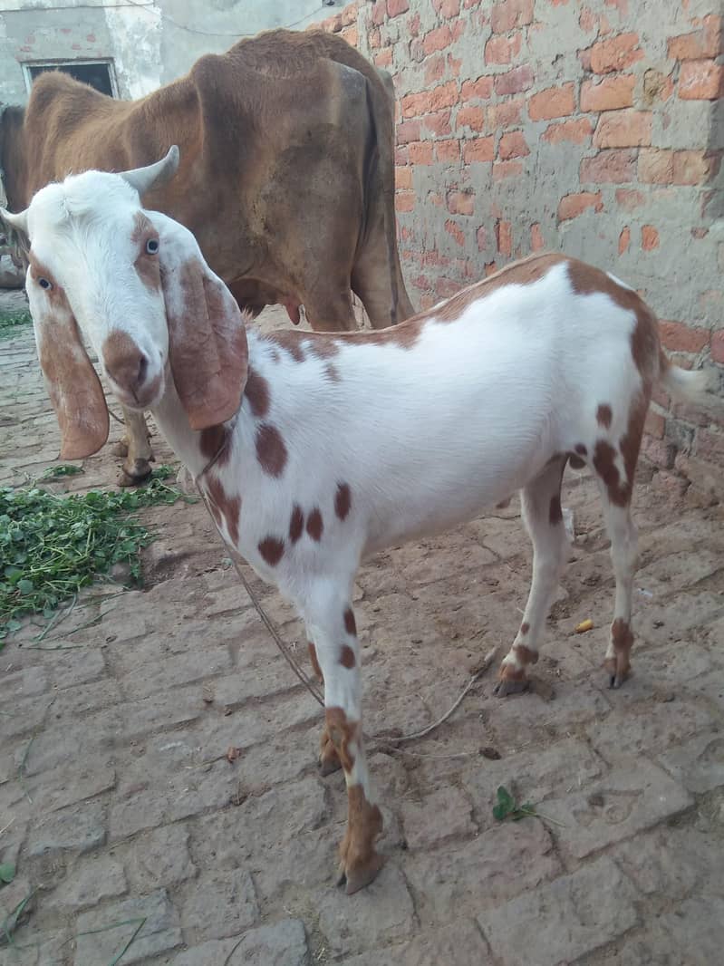 Bakra 1