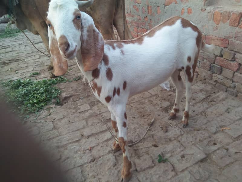 Bakra 2