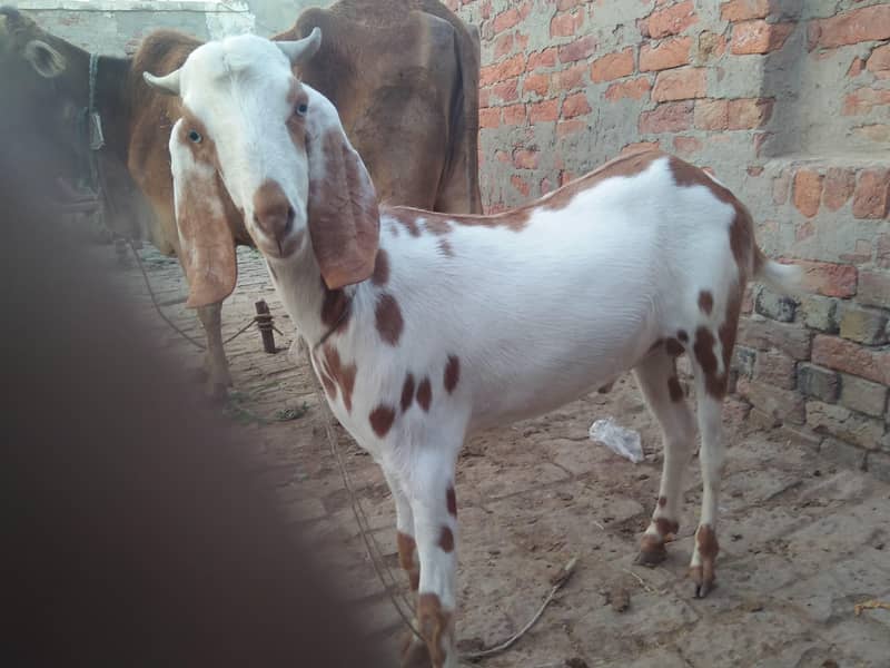 Bakra 3