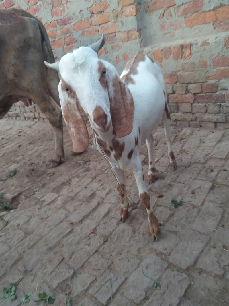 Bakra 4