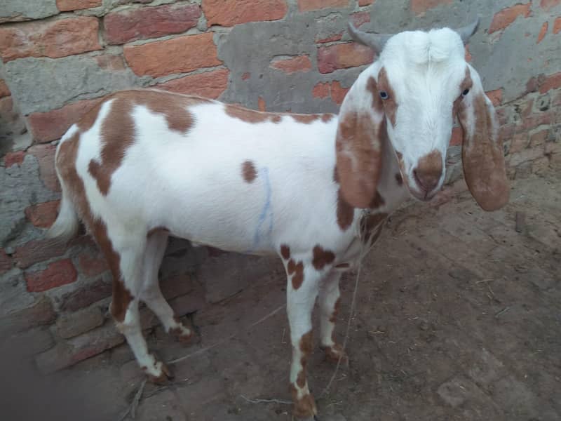 Bakra 5