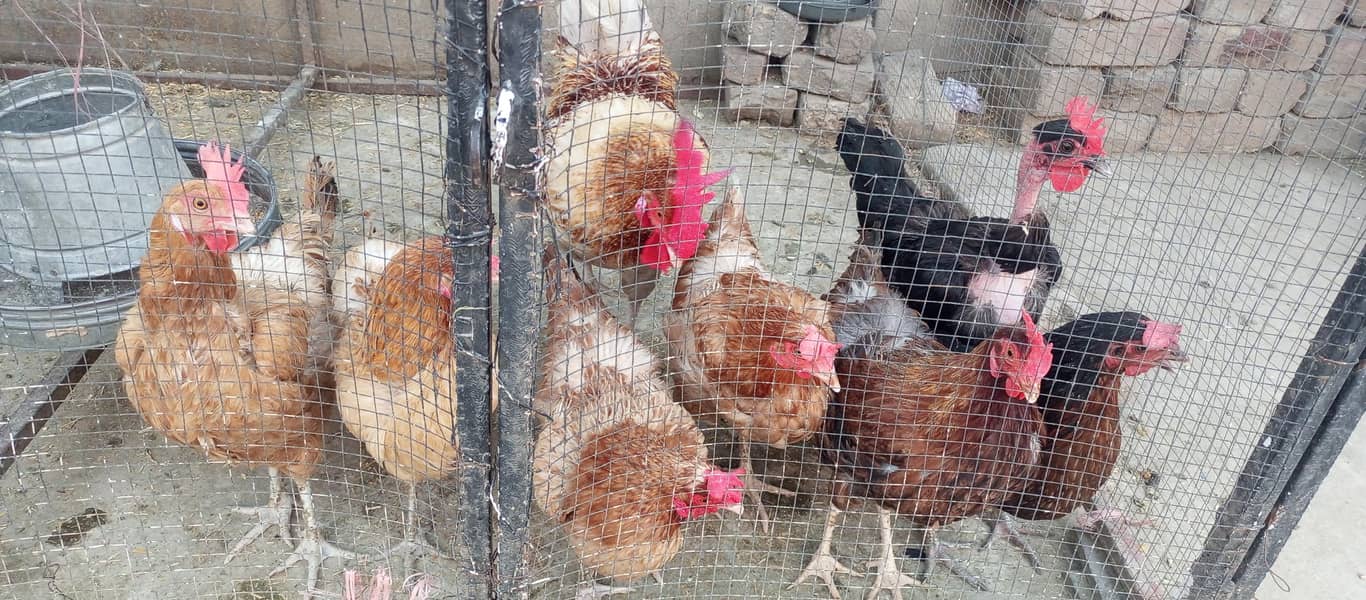 Hens With Complete Setup 0