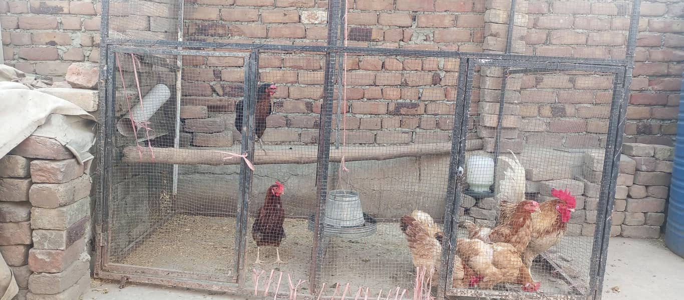Hens With Complete Setup 1