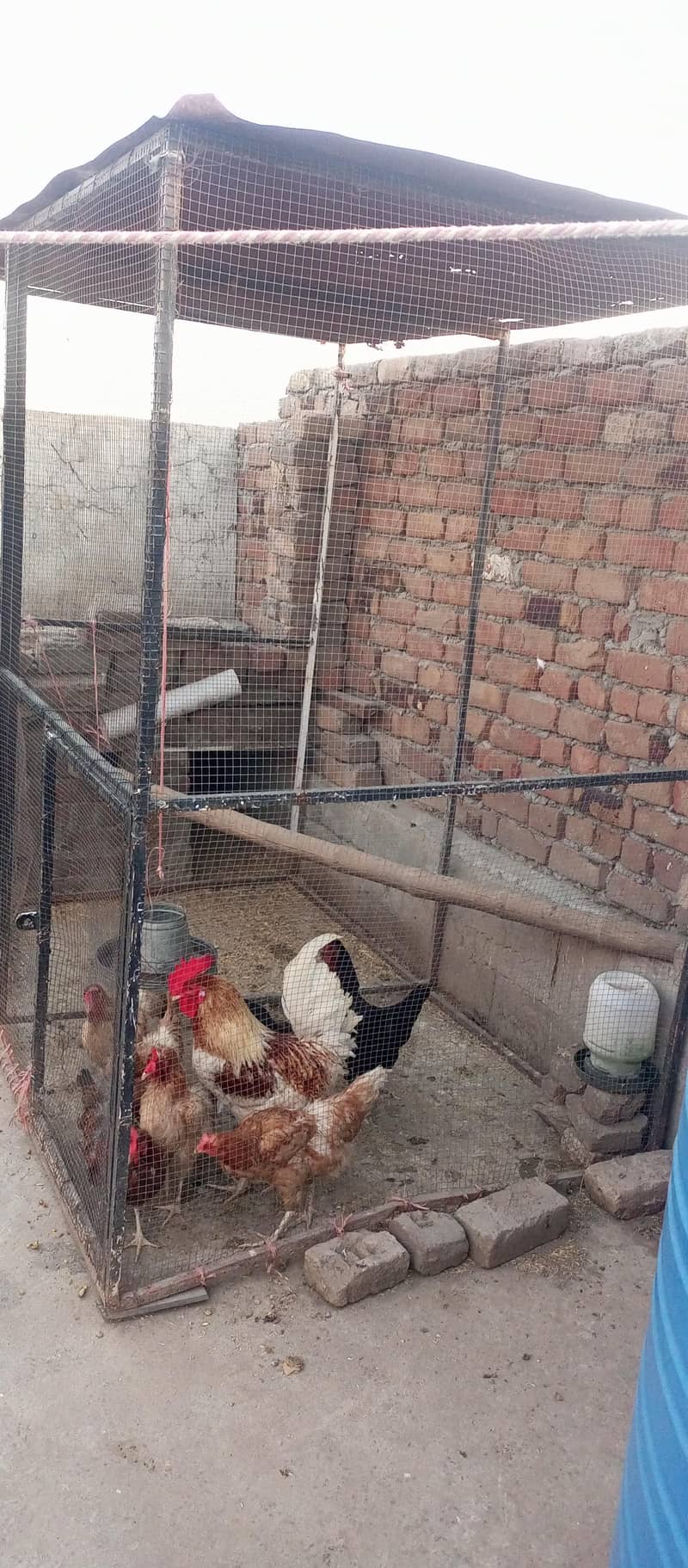 Hens With Complete Setup 2