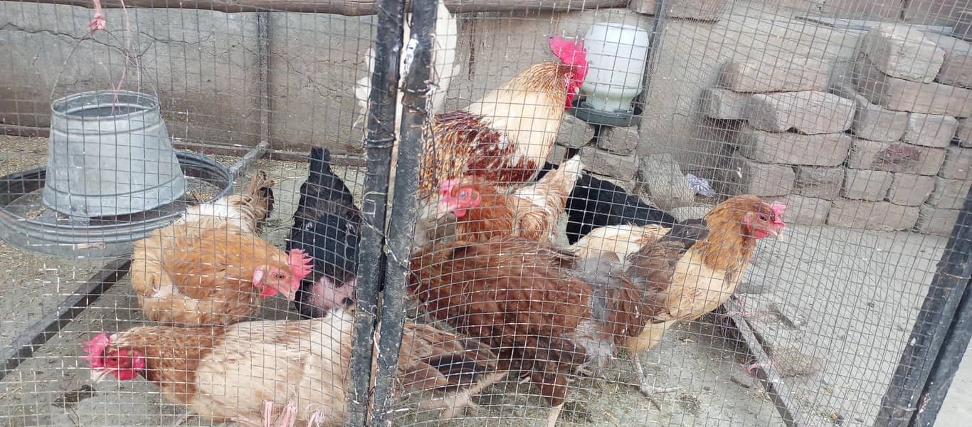 Hens With Complete Setup 3