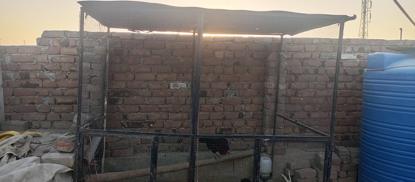 Hens With Complete Setup 4