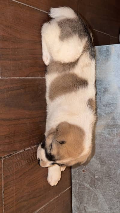 Afghan kuchi dog 35 days old