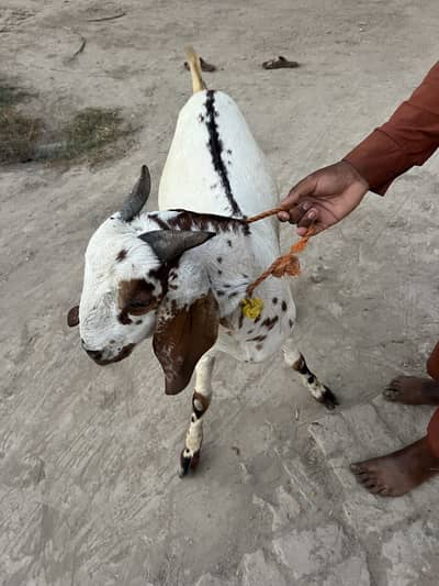 Bakra 2 dant