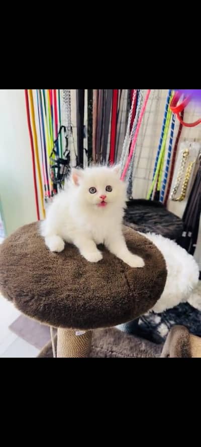 persian cat for sale MywatsapppNumber0348-55-58-176