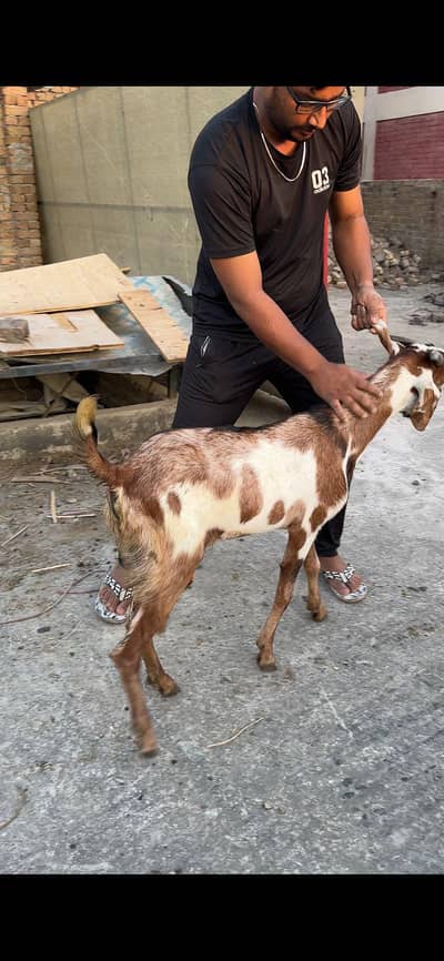 bakra for qurbani
