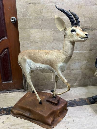 Deer stuff trophy
