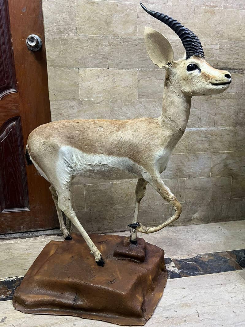 Deer stuff trophy 1