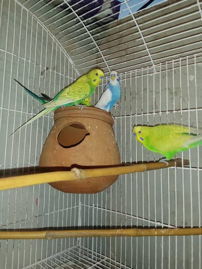 Australian parrots