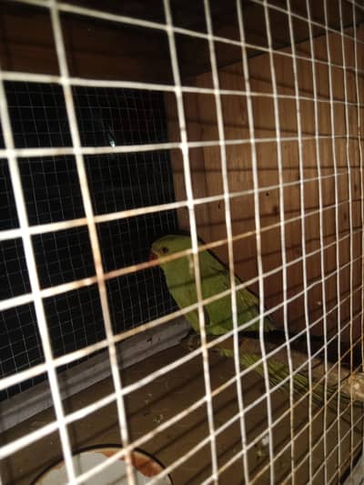 parrot