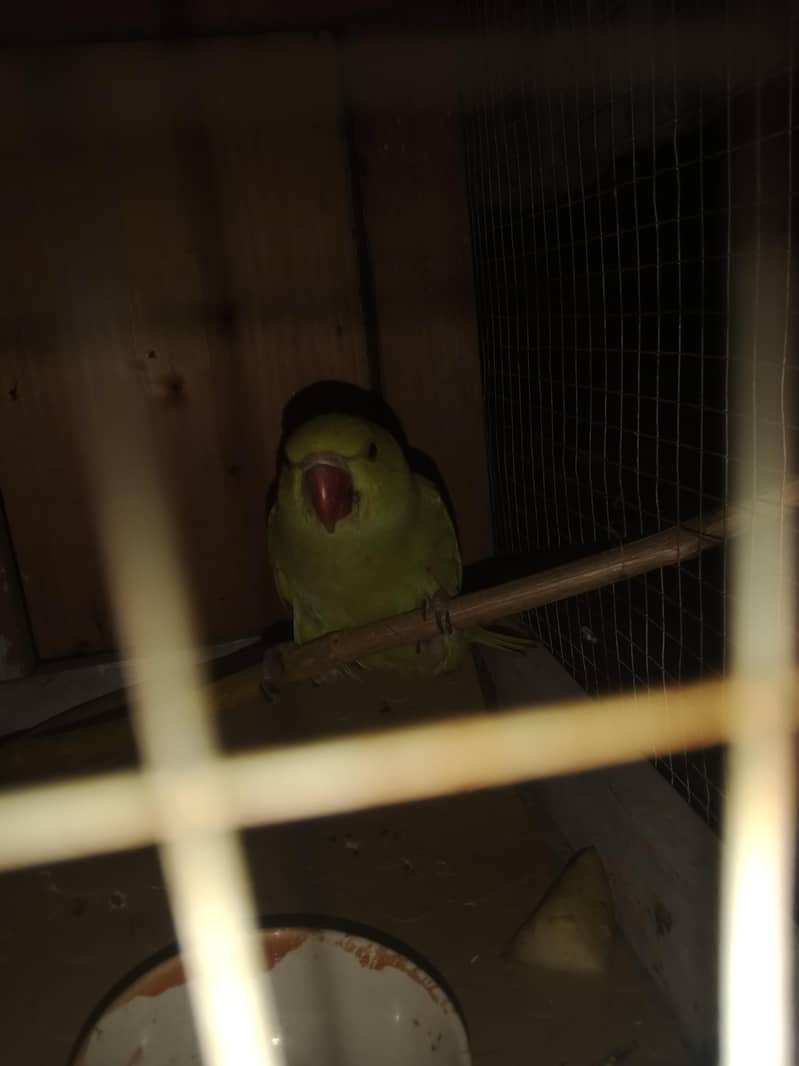 parrot 1